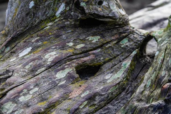 Primo Piano Pezzo Legno Molto Resistente Alle Intemperie Ruvido Che — Foto Stock