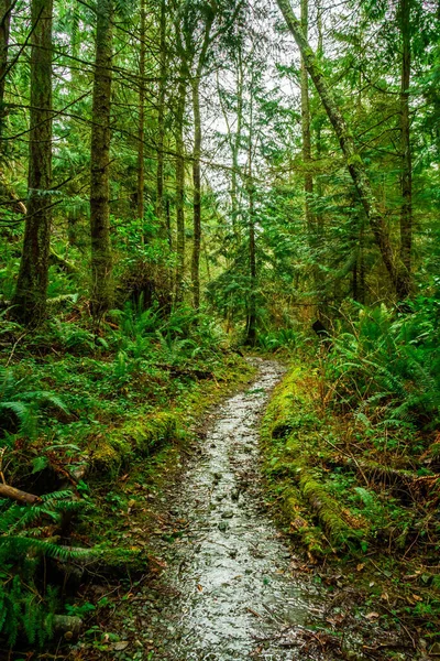 Naturskön Skogsvandringsled Whidbey Island Nordvästra Stilla Havet Med Frodig Växtlighet — Stockfoto