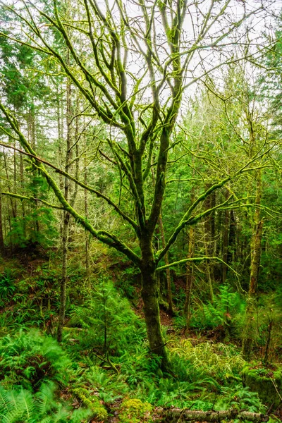 Ένα Δέντρο Στέκεται Ένα Δάσος Καλυμμένο Βρύα Μια Βροχερή Μέρα — Φωτογραφία Αρχείου