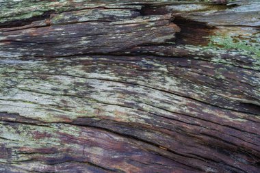 Hala ıslak olan çok yıpranmış ve pürüzlü bir odun parçasının yakın çekimi..