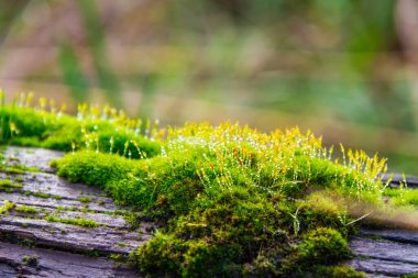 Islak yosunları su damlacıkları ve bokeh etkisi olan bir kütüğe yakın tut.