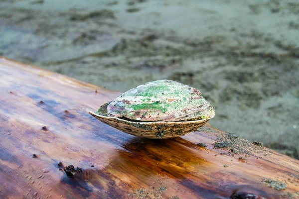 Uma Concha Amêijoa Coberta Algas Sentadas Pedaço Madeira Deriva Chuva — Fotografia de Stock