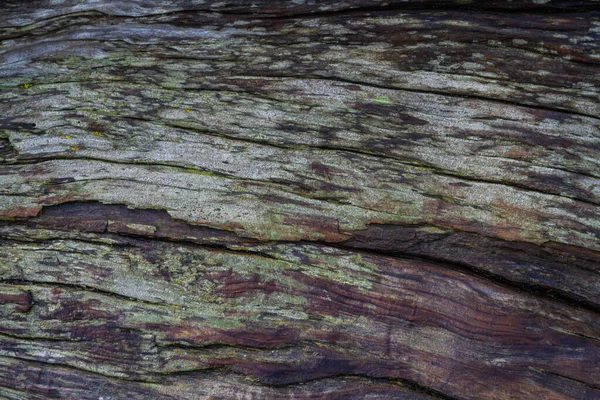 Nahaufnahme Eines Sehr Verwitterten Und Rauen Stücks Treibholz Das Noch — Stockfoto