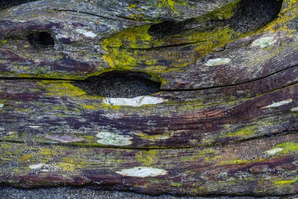 Close Very Weathered Rough Piece Driftwood Still Wet — Stock Photo, Image