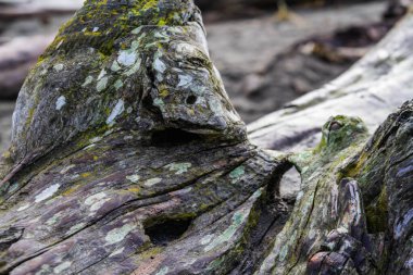 Hala ıslak olan çok yıpranmış ve pürüzlü bir odun parçasının yakın çekimi..