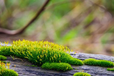 Islak yosunları su damlacıkları ve bokeh etkisi olan bir kütüğe yakın tut.