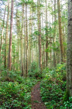 Pasifik 'in kuzeybatısındaki sık bir çam ormanında manzaralı bir patika..