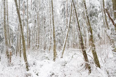 Uzun çam ağaçları olan karla kaplı bir ormanda kış harikalar diyarı..