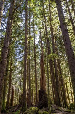 Olimpiyat Ulusal Parkı 'ndaki Hoh yağmur ormanlarının ılıman yağmur ormanlarında güneş parlıyor.