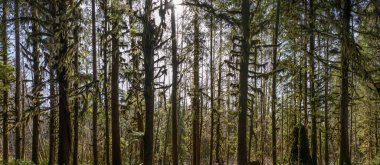 Olimpiyat Ulusal Parkı 'ndaki Hoh yağmur ormanlarının ılıman yağmur ormanlarında parlayan güneş panoraması