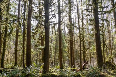Olimpiyat Ulusal Parkı 'ndaki Hoh yağmur ormanlarının ılıman yağmur ormanlarında güneş parlıyor.