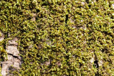 Bir ağacın kabuğunu kaplayan yeşil yosunların yakın plan görüntüsü.