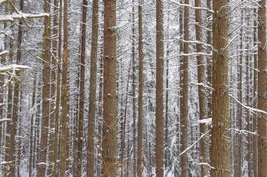 Uzun çam ağaçları olan karla kaplı bir ormanda kış harikalar diyarı..