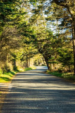 Akşam güneşinin ağaçların arasından aktığı, zemini aydınlattığı bir orman yolu..
