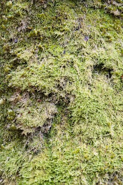 Background Image Close Green Moss Covering Bark Tree — Stock Photo, Image