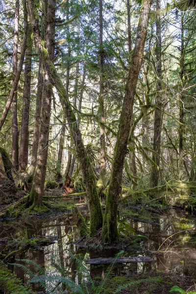 Liten Damm Den Lummiga Gröna Hoh Rainforest Olympic National Park — Stockfoto