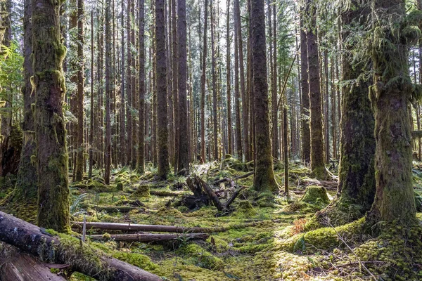 Die Sonne Scheint Durch Den Gemäßigten Regenwald Des Hoh Regenwaldes — Stockfoto