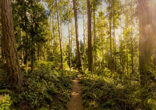 Ένα Μονοπάτι Μέσα Από Ένα Δάσος Από Πεύκα Ένα Ηλιόλουστο — Φωτογραφία Αρχείου