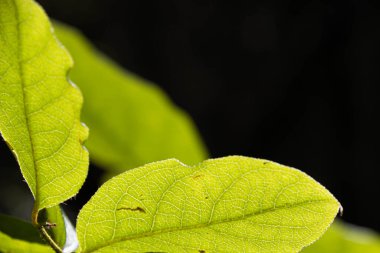 Koyu arkaplanda güneş tarafından aydınlatılan yeşil yaprakların makro görüntüsü.