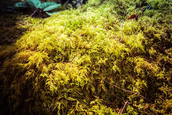 Detaljerad Närbild Grön Mossa Solljus Med Små Vattendroppar — Stockfoto