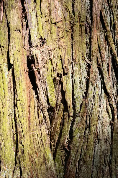 Närbild Bild Träd Tillbaka Täckt Mossa Solljus — Stockfoto