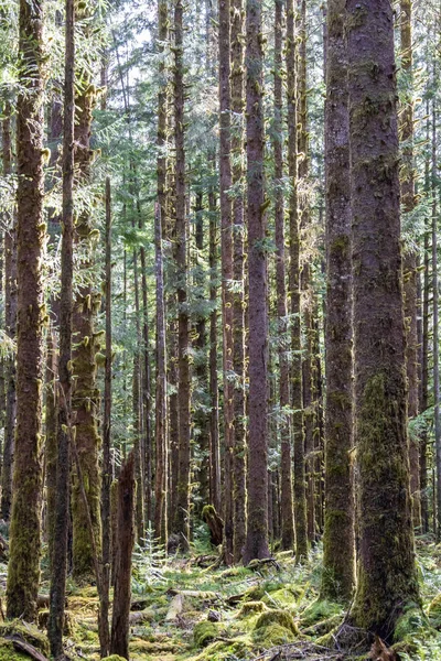 Solen Skiner Genom Den Tempererade Regnskogen Hoh Regnskogen Olympic National — Stockfoto