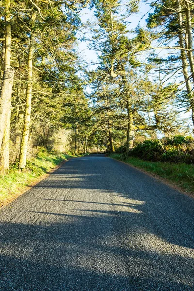 Eine Landstraße Durch Einen Wald Mit Abendsonne Die Durch Die — Stockfoto