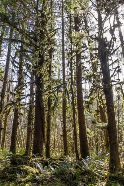 Solen Skiner Genom Den Tempererade Regnskogen Hoh Regnskogen Olympic National — Stockfoto