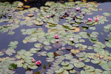 Sonbaharda nilüferler. Gölün su yüzeyinde çiçek açan nilüferler. 