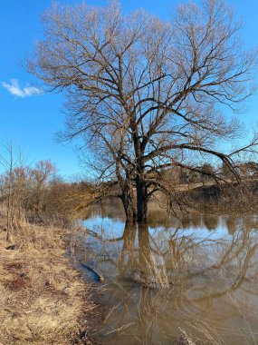 Suya batmış bir ağaç. Sudaki dalların yansıması. Bataklık. Bahar baskını. Yüksek su. Pınar suyu. İlkbaharda akan nehir. 