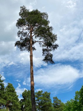 Gökyüzüne karşı çam ağacı. Güneş ışınlarındaki çam gövdesi bulutların arka planına karşı. Uzun çam.