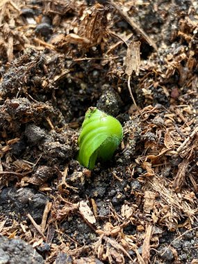 Sprouted zucchini. Growing seedlings. zucchini seedling emerges. sprouted zucchini seed