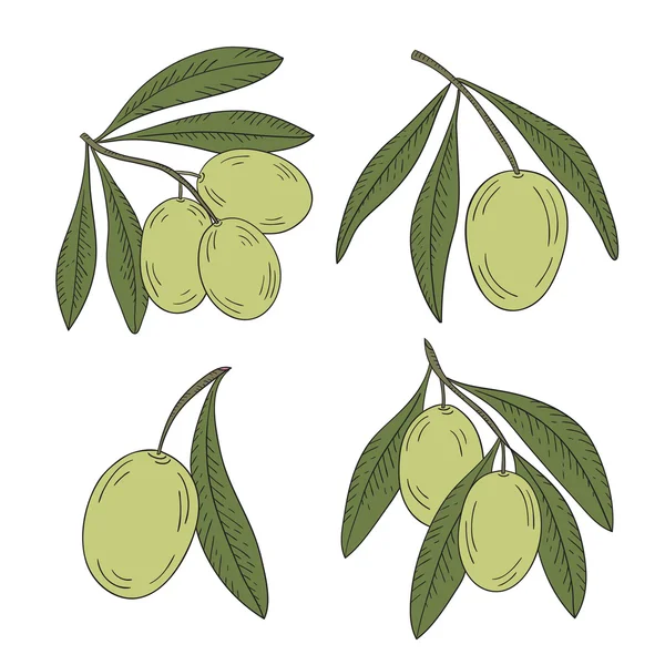 Branche d'olivier sur fond blanc . — Image vectorielle