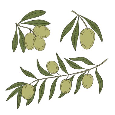 Beyaz zemin üzerine zeytin ağacının dalını.