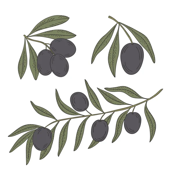 Branch of olive tree on a white background. — Stock Vector