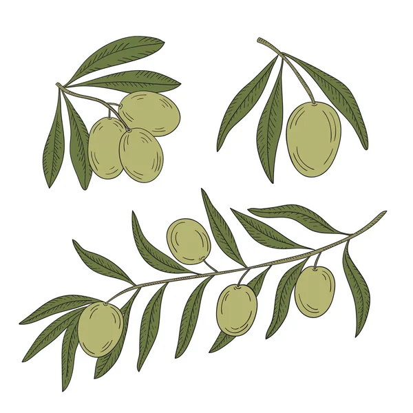 Branch of olive tree on a white background. — Stock Vector