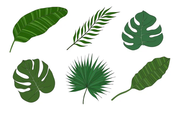 Zestaw liście różnych gatunków drzew palmowych. — Wektor stockowy