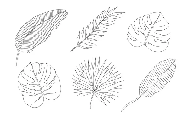 Ensemble de feuilles différentes essences palmiers . — Image vectorielle