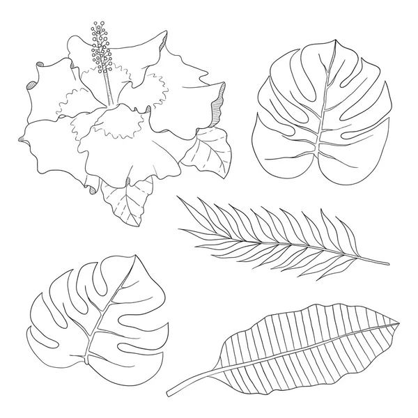 Conjunto de hojas diferentes especies palmeras y flor de hibisco . — Archivo Imágenes Vectoriales