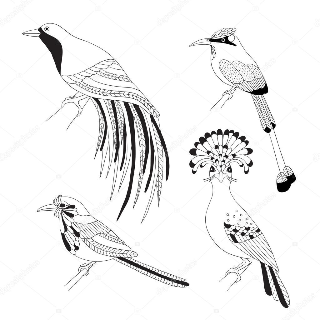 Ensemble de tropical oiseaux main draw Empereur oiseau de paradis Moucherolle royal motmot Rollier   longs et   sourcils Turquoise sur fond blanc