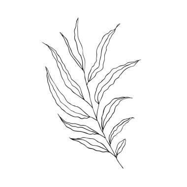 Beyaz bir zemin üzerinde yaprak döken bir ağacın dalı. Logo ve düğün illüstrasyonu için tasarım. Siyah ve beyaz vektör çizimi.