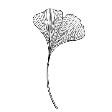 Beyaz arka planda bir ginko biloba yaprağı. Logo ve düğün illüstrasyonu için tasarım. Siyah ve beyaz vektör çizimi.