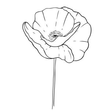 Poppy beyaz arka planda. Logo ve düğün illüstrasyonu için tasarım. Siyah ve beyaz vektör çizimi.
