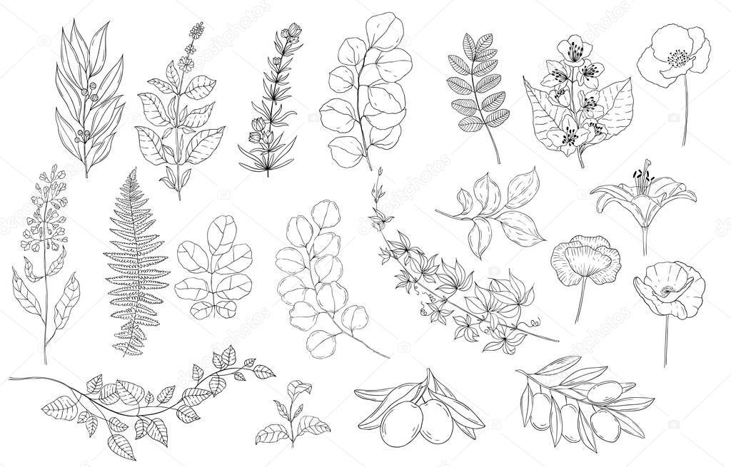Botanical set of black and white graphic flowers. Floral elements for creating logos and wedding decorations. Vector hand draw botanical elements.