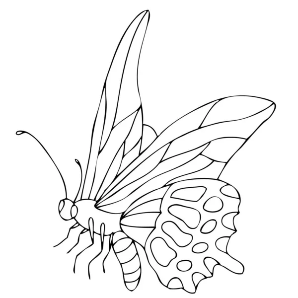 Mariposa aislada en blanco y negro sobre fondo blanco. Ilustración vectorial. — Vector de stock