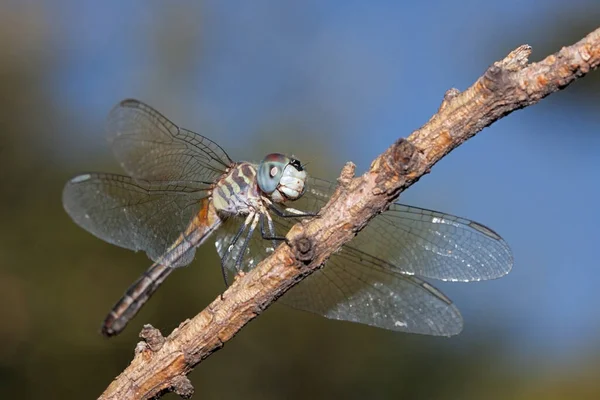 복슬복슬 금속성 갈색의 날개는 청소부 잠자리를 나타낸다 그것은 하늘에 가지에 — 스톡 사진