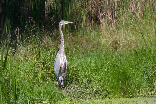 Mist Green Wetland Grasses Great Blue Heron Stands Attention — стоковое фото