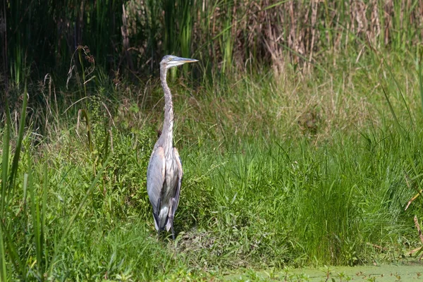 Niebla Hierba Verde Del Humedal Una Gran Garza Azul Destaca —  Fotos de Stock