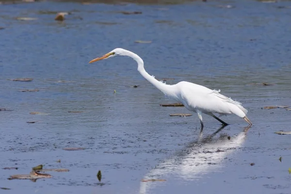 Uma Torre Vagarosamente Passa Por Uma Lagoa Rasa Busca Comida — Fotografia de Stock