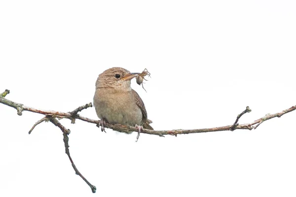 House Wren Holds Spider Its Beak While Perched Branch White Stock Image